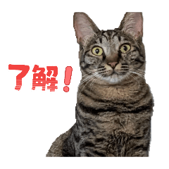 soicro_20260405185042