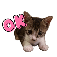 rororo_20260405185606