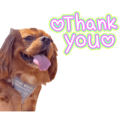 cocon_20260406124015