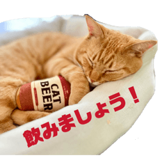 LAND LIKE A CAT_20260406122809