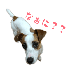 Love Animals by Riko