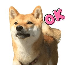 yo4hanamaru_20260406141821