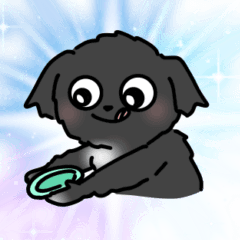 Nako the Chihuahua-Poodle mix