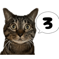 ishii law_20260406144732