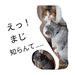 catss_20260406150607