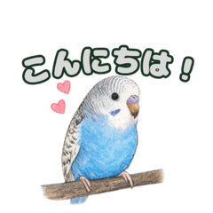My Parrot Daily Life Stickers