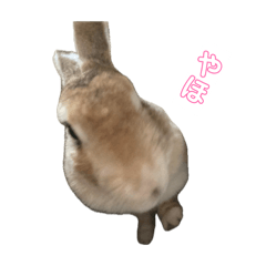 Pokiraki-Rabbit stamps