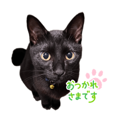 okoge neko_20260406184549