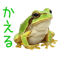 Kaeru ga kaeru yo