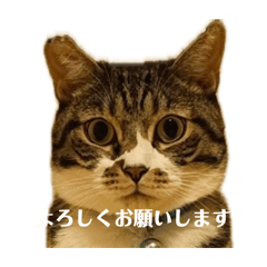 chami_20260406155247