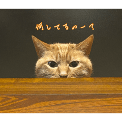 mochitaro_20260405214702