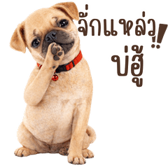 เจ้าหมาปั๊ก(เว้าอีสาน):ใช้ทุกวัน
