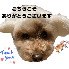 サビ猫トイプー　スタンプ