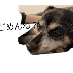 minipinn_20260406194838