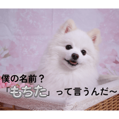 oropon_20260406195149