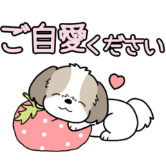 Dog sticker.#18 Shih Tzu-2