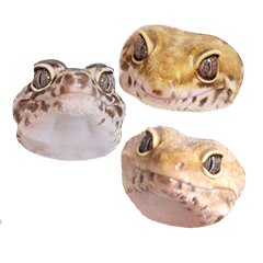 The Cheerful Leopard Geckos