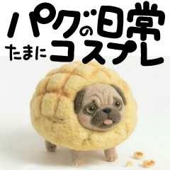 Pug's daily conversations & costume play