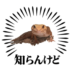 tokage.w_20260406002525