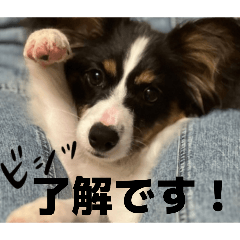 The Sato family dog_20260406005800