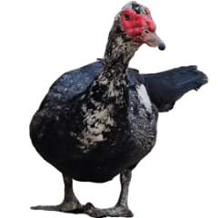 neipuduck 2