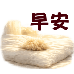 柴犬上的一撮毛