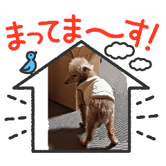 Mr.Dog_20260406200634