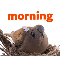 Morning greetings, pets, and flowers