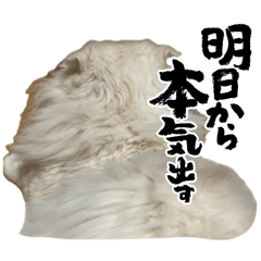 nekko_20260406214140