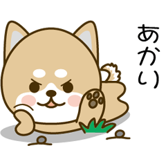 Shiba inu Sticker 003