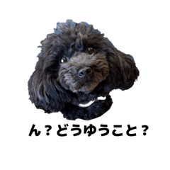 KuropuS_20260406031040