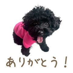 Real Black Poodle - Everyday Use