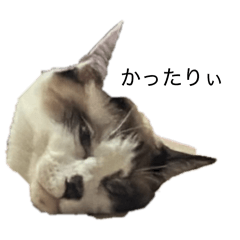 俺様の日常日常日常日常