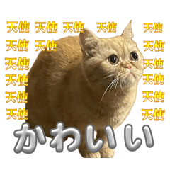 nekotatsu_20260406223330