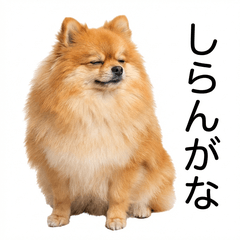 Pomeranian Honne - Daily & Funny