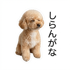 Toy Poodle Honne - Daily & Funny