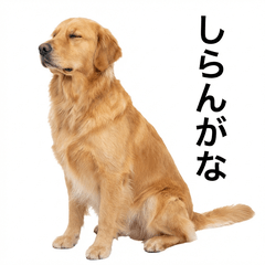 Golden Retriever Honne - Daily & Funny