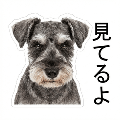 Schnauzer Honne - Daily & Funny