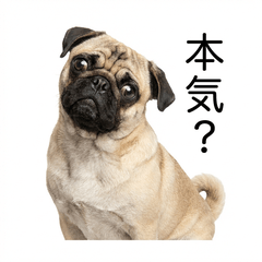 Pug Honne - Daily & Funny