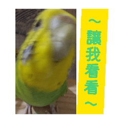 來來來讓本小花看看