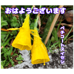 April field flower says Good Morning