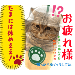 @chibo_20260406094844