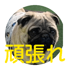 ibuki_20260405215137