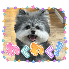 pomme_20260406132912