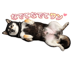 sinich.s_20260403130813