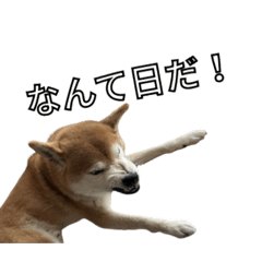 KotaTyata_20260406224318