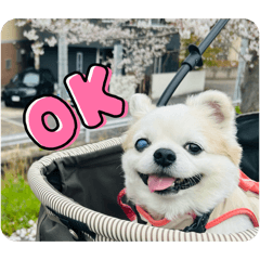 チワワの太郎丸のスタンプです