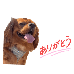 cocon_20260405231008