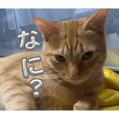 動物家族(レオ)