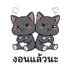 Korat kitty Twin